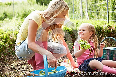Mother And Daughter Harvesting Radish On Allotment Stock Photo