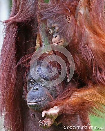 Paignton, Torbay, South Devon, England: Mother and Daughter Orangutans in an outdoor zoo enclosure Stock Photo