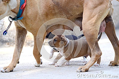 Mother dog and Cute amstaff puppy Stock Photo