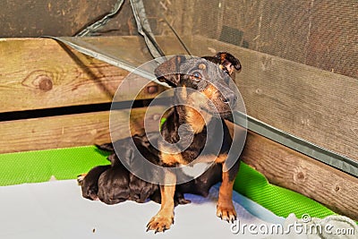 Mother dog with litter of newborn jack russell terrier puppies in a whelping box with a warming lamp Stock Photo