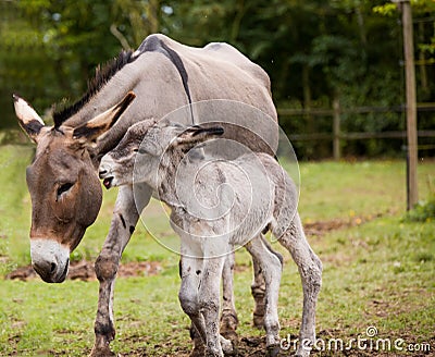 Mother donkey with foal Stock Photo