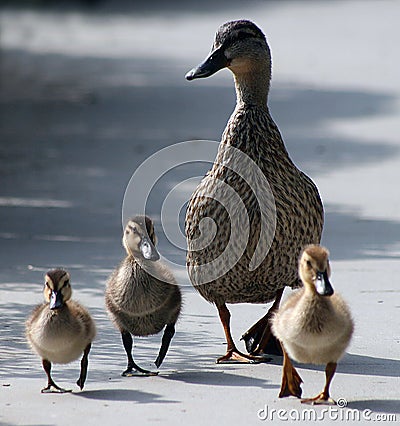 Mother duck and ducklings Stock Photo