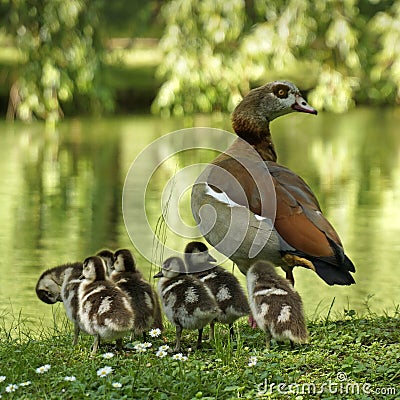 Mother Egyptian geese Stock Photo