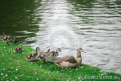 Mother Egyptian Goose with her goslings in a park in Brussels Belgium Stock Photo