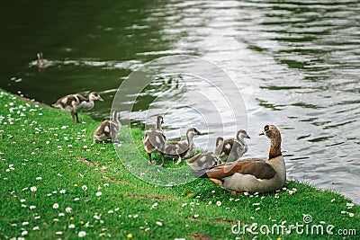 Mother Egyptian Goose with her goslings in a park in Brussels Belgium Stock Photo