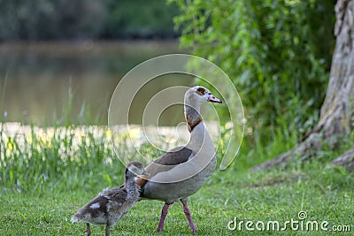 Mother Egyptian Goose With Little One At Amsterdam The Netherlands 26-6-2020 Stock Photo
