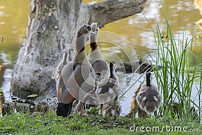 Mother Egyptian Goose With Little Ones At Amsterdam The Netherlands 26-6-2020 Stock Photo