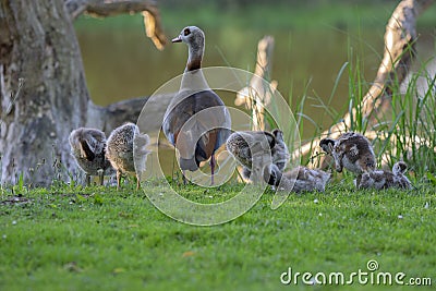 Mother Egyptian Goose With Little Ones At Amsterdam The Netherlands 26-6-2020 Stock Photo