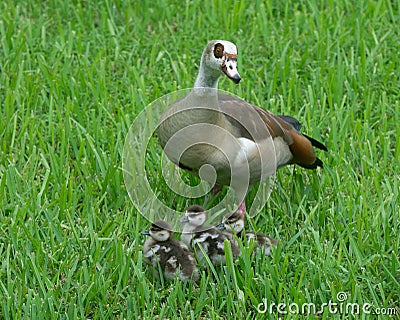 Mother Egyptian Goose Watches Over Three Babies Stock Photo