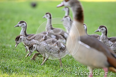 Mother Egyptian Goose With Young Ones At Amsterdam The Netherlands 26-6-2020 Stock Photo