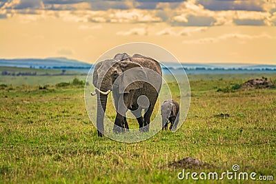 Mother elephant with a baby Stock Photo