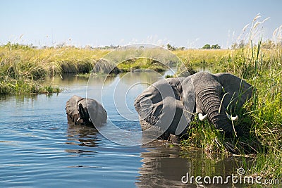 A mother elephant with her child enjoy the fresh water of the okovango river delta in the morning Stock Photo