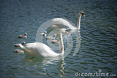 Mother and father swan swim with their baby chick Stock Photo