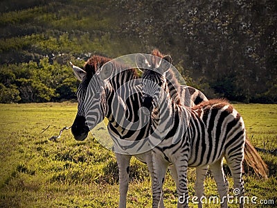 Mother & foal Zebra's2 Stock Photo
