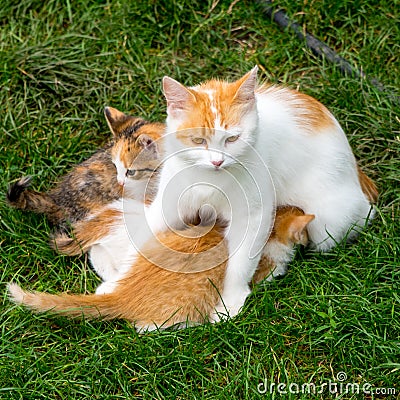 Mother ginger cat breastfeeding kittens on green grass, close up, copy space, portrait Stock Photo