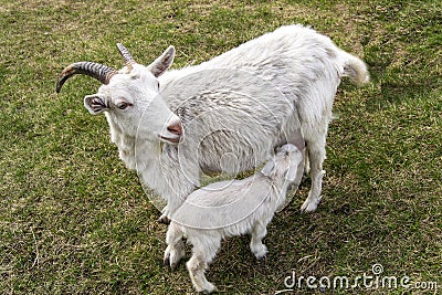 Mother goat feeds her little goat in a clearing Stock Photo