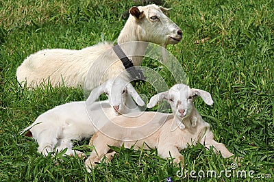 Goats Stock Photo