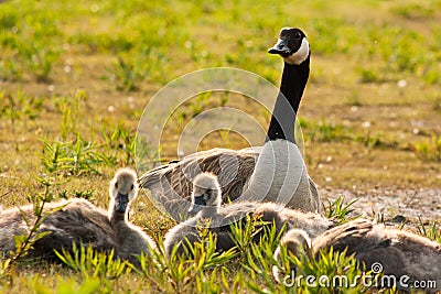 Mother goose Stock Photo