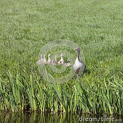 Mother goose and young geese in green grass of spring meadow Stock Photo