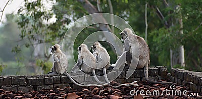 Mother Gray Langur also known as Hanuman Langur with her baby. Stock Photo