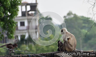 Mother Gray Langur also known as Hanuman Langur with her baby. Stock Photo