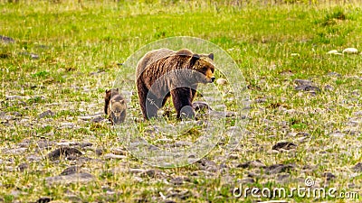 Mother Grizzly Bear with two young Cubs wandering through Jasper National Park Stock Photo