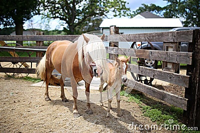 Mother Haflinger Horse and Baby Newborn Foal in Farm Pen Stock Photo