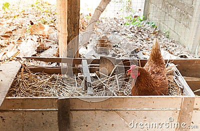 Mother Hen hatching eggs in nest Stock Photo