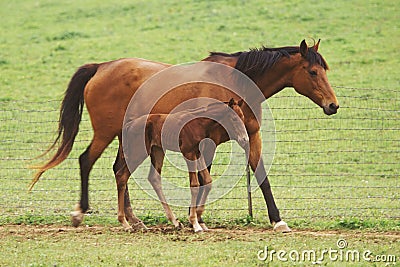 Mother horse Stock Photo