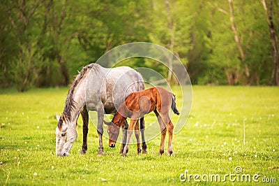 Mother horse with her foal grazing on a spring green pasture against a background of green forest in the setting sun Stock Photo