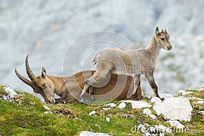 Mother ibex and young ibex resting Stock Photo