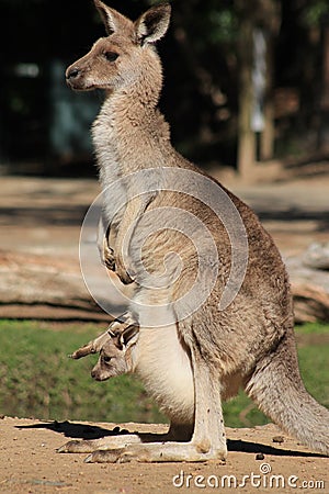 Mother and Joey Kangaroo Stock Photo