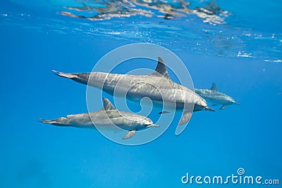 Mother and juvenile Spinner dolphins in the wild. Stock Photo