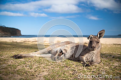 Mother kangaroo Stock Photo