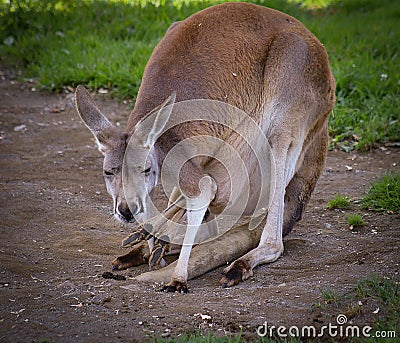 Mother kangaroo with baby kangaroo in pouch resting Stock Photo