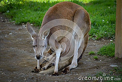 Mother kangaroo with baby kangaroo in pouch resting Stock Photo