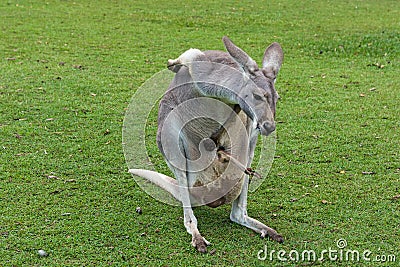 Mother Kangaroo carrying her joey in her pouch Stock Photo