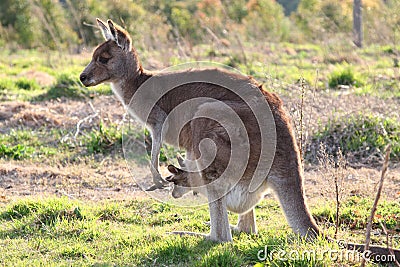 Mother kangaroo with joey Stock Photo