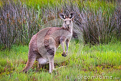 Mother kangaroo with Joey in her pouch Stock Photo