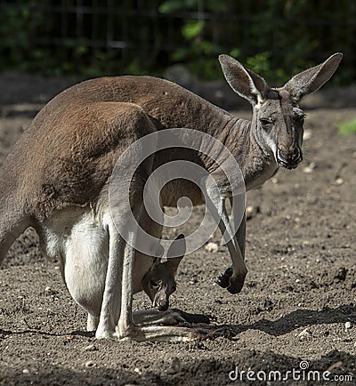 Mother Kangaroo With Joey Stock Photo