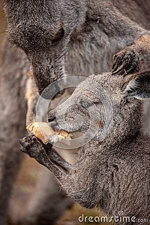 Mother kangaroo sharing food wih her joey Stock Photo