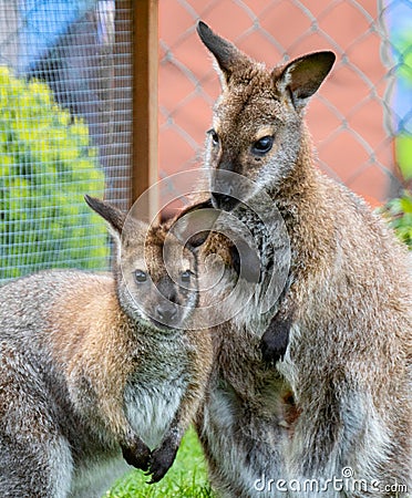 Kangoroo and her youngster Stock Photo