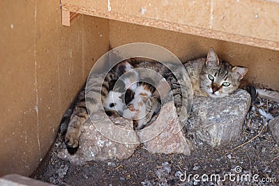 Mother kitten and small cute cats Stock Photo