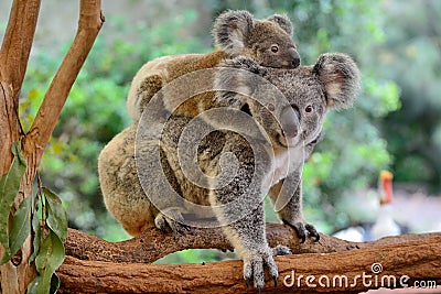 Mother koala with baby on her back Stock Photo