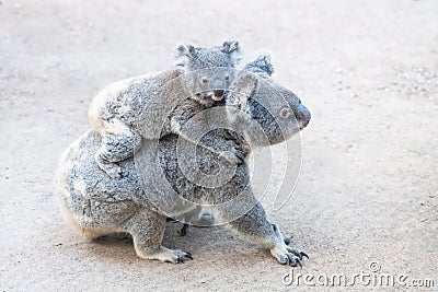 Mother koala walking as baby clings to her back Stock Photo