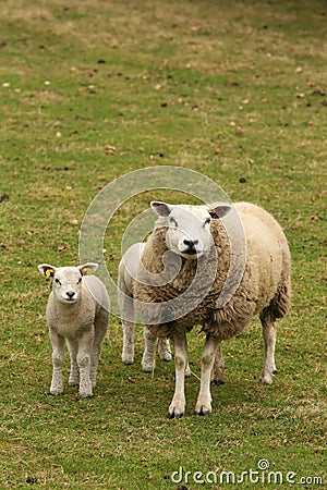 Mother with lamb looking at you Stock Photo