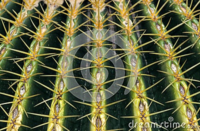 Mother in Law`s Seat Cactus, echinocactus grusonii, Mexico Stock Photo