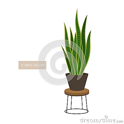 Mother in law tongue houseplant in decorative pot and metal planter holder Vector Illustration