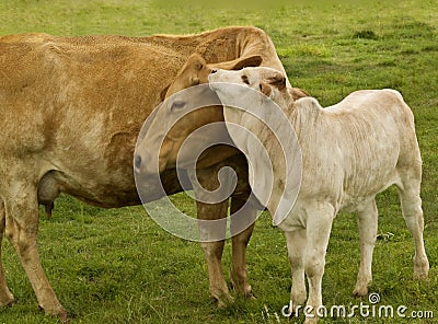 Mother love charolais cow with baby brahman calf Stock Photo