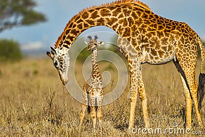 Mother Masai Giraffe Protecting Baby Stock Photo